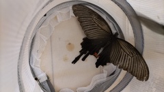 Papilio demetrius demetrius