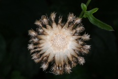 Picris hieracioides