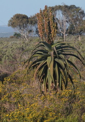 Aloe africana