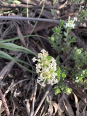 Pimelea humilis