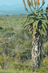 Aloe africana