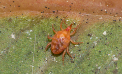 Bdellidae