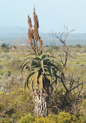Aloe africana