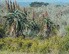 Aloe africana