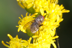 Muscoidea