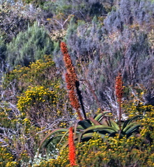 Aloe africana