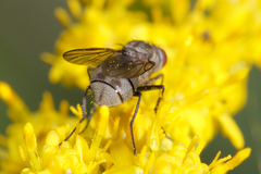 Muscoidea