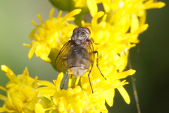Muscoidea