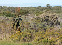 Aloe africana