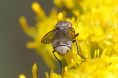 Muscoidea