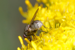 Muscoidea