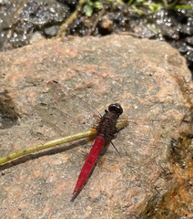 Orthetrum chrysis
