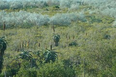 Aloe africana
