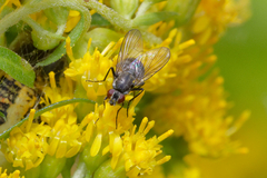 Muscoidea