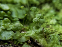 Cryptomitrium tenerum