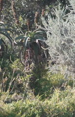 Aloe africana