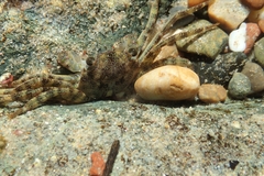 Leptograpsus variegatus