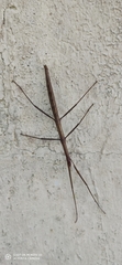 Clonopsis gallica