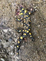 Salamandra salamandra