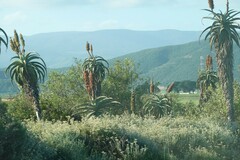 Aloe africana