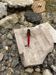 Orthetrum chrysis