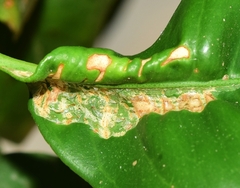 Phyllocnistis citrella