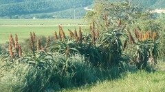 Aloe africana
