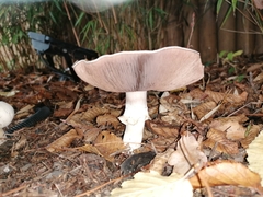 Agaricus hondensis