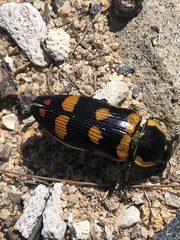 Temognatha regia