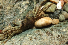 Leptograpsus variegatus