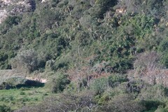 Aloe pluridens
