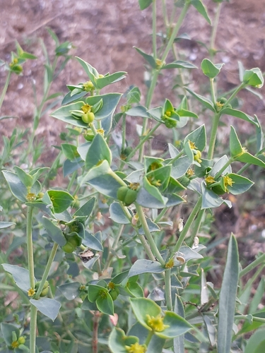 Euforbia di Terracina