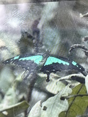 Papilio phorcas