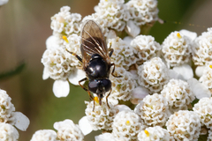 Cheilosia