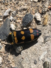 Temognatha regia