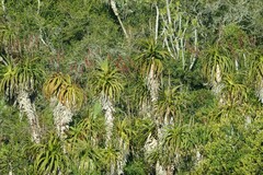Aloe pluridens