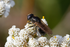 Cheilosia