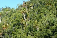Aloe pluridens