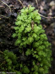 Fissidens bryoides