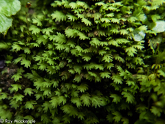 Fissidens bryoides