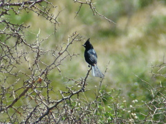 Phainopepla nitens