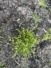 Isolepis