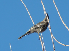 Phainopepla nitens