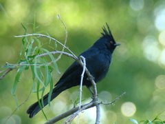 Phainopepla nitens