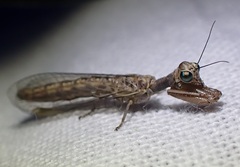 Mantispidae