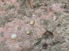 Cellana radians
