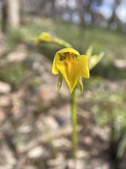 Diuris behrii
