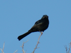 Phainopepla nitens