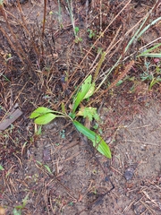 Plantago depressa