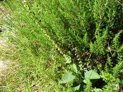 Teucrium scorodonia